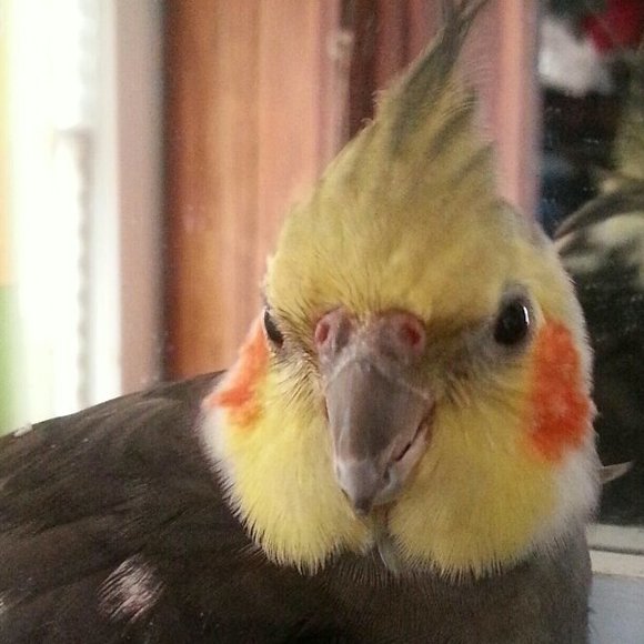 dedora